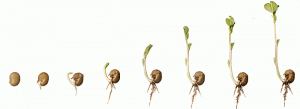 how-seeds-grow