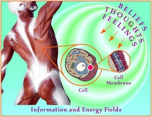 fascia_cells