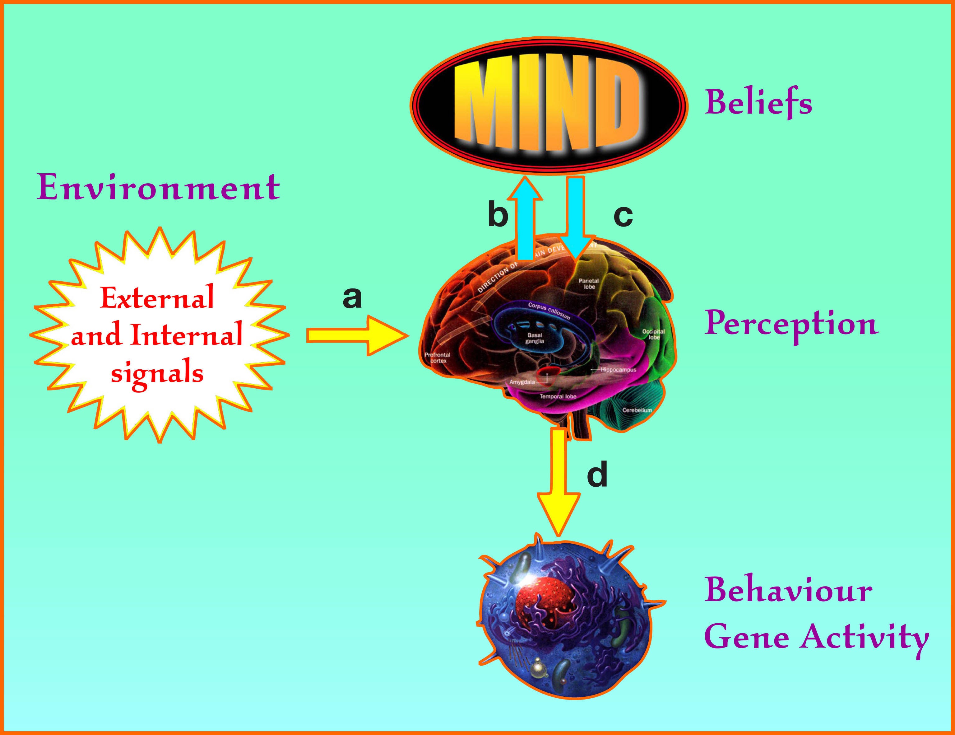 bruce-lipton